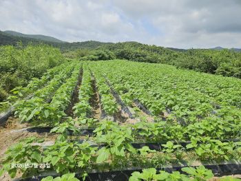 참깨 수확 1평당 500g을 생산할수잏는지를 시험재배 포장
