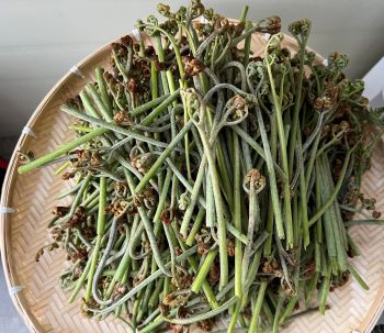 친환경 재배로 저탄소 인증받은 고사리